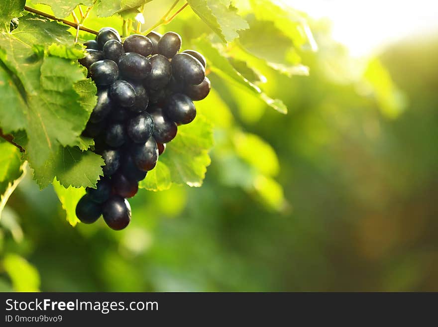 Bunch of fresh ripe juicy grapes against blurred background