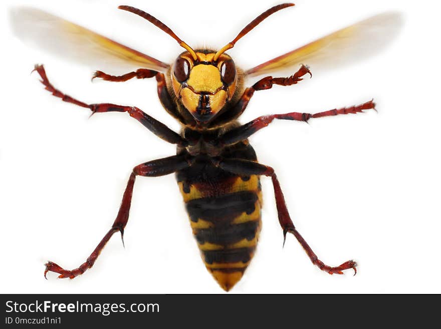 Hornet on white background ready to attack