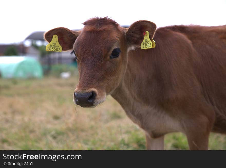 Cattle Like Mammal, Horn, Pasture, Fauna