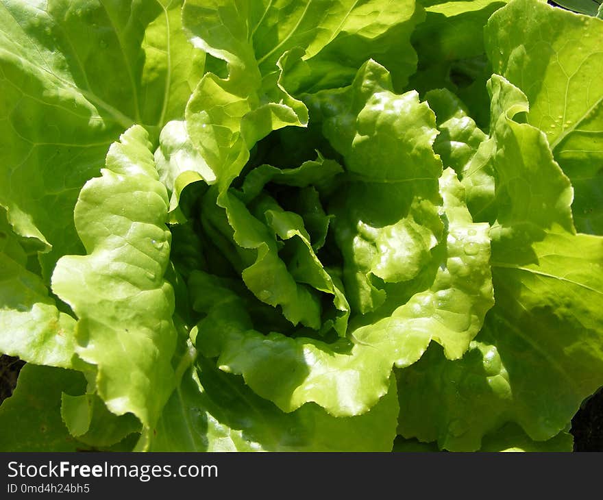 Leaf Vegetable, Vegetable, Lettuce, Leaf