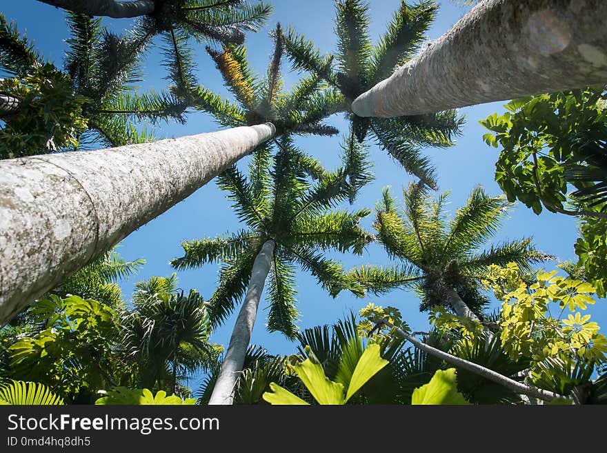 Tree, Vegetation, Arecales, Sky