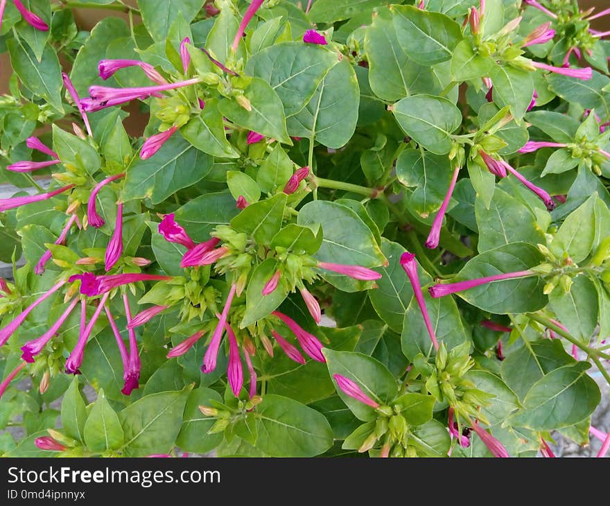 Plant, Flower, Leaf, Flowering Plant