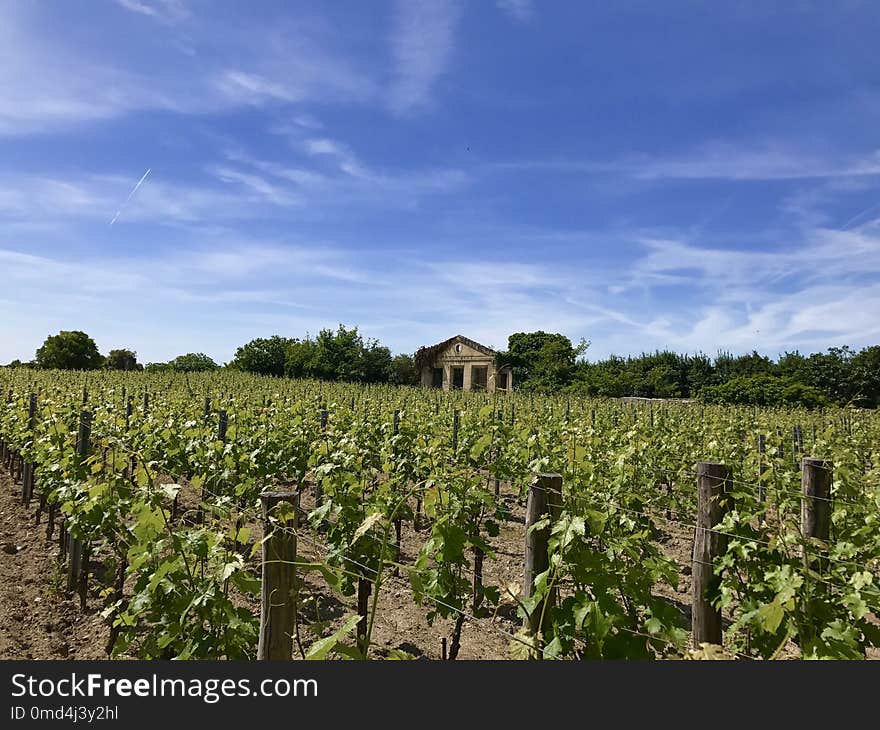 Agriculture, Sky, Vineyard, Field