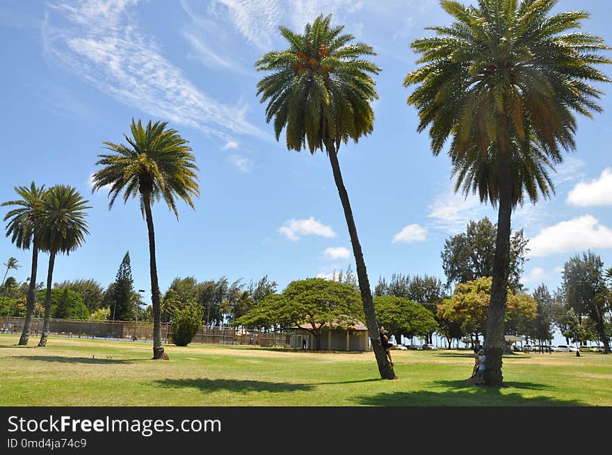 Tree, Palm Tree, Sky, Woody Plant