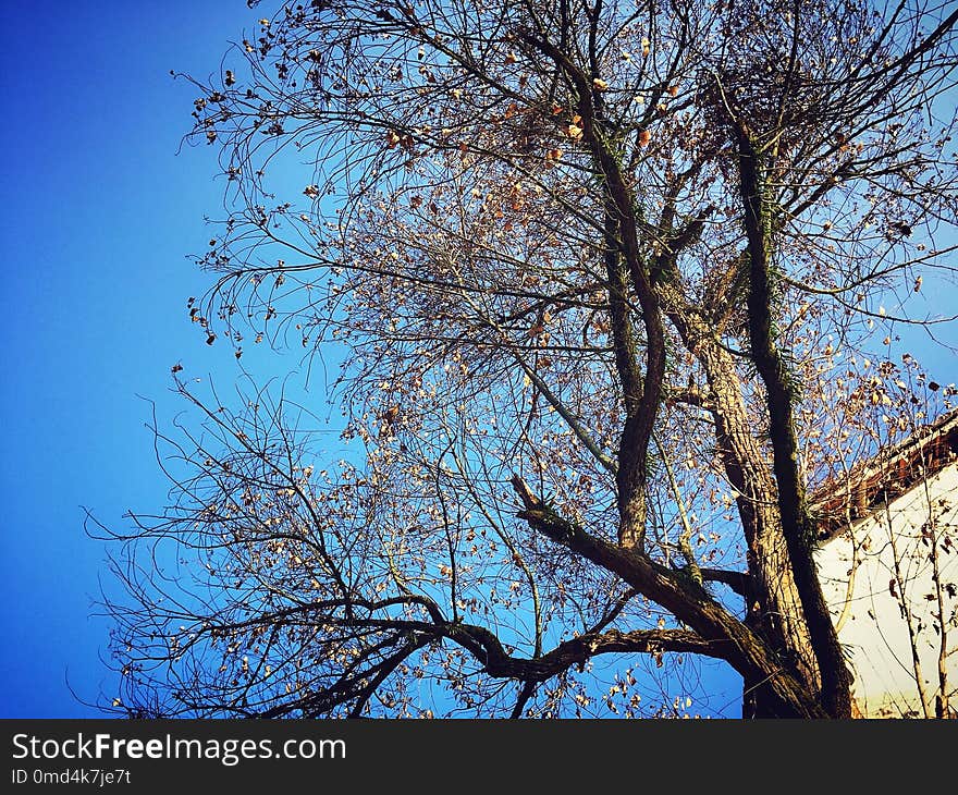 Sky, Tree, Branch, Blue