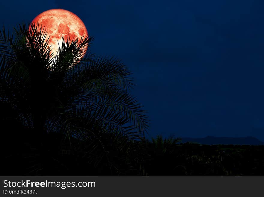 red blood moon back silhouette in ancient palm tree night sky