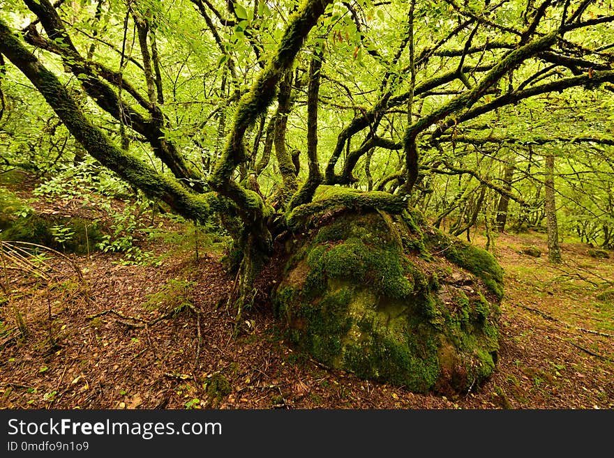 Treking for the Lesser Caucasus