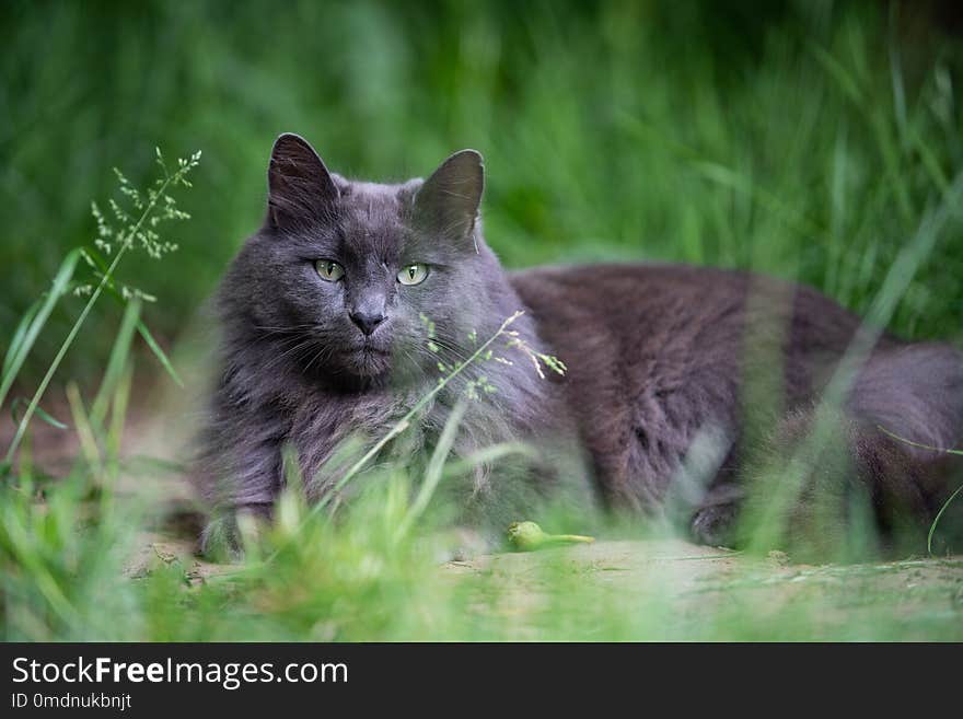 Gray cat laying in a tall grass