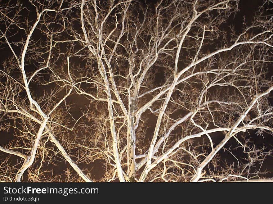 Bare tree branches in spotlight offer contrast against a dark night sky. Bare tree branches in spotlight offer contrast against a dark night sky.