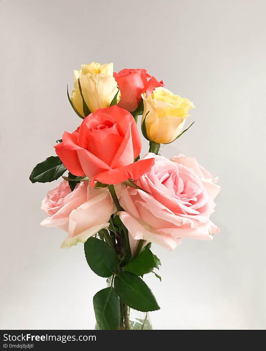 Colorful rose in glass vase on white background