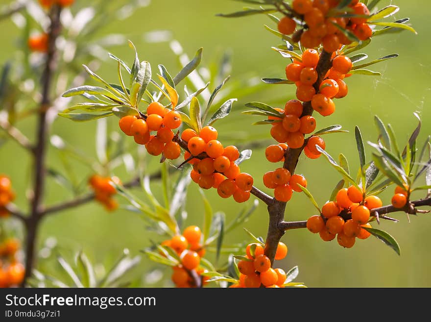 Branch of orange sea buckthorn berries in autumn park. Seasonal berry harvest in countryside. Branch of orange sea buckthorn berries in autumn park. Seasonal berry harvest in countryside.