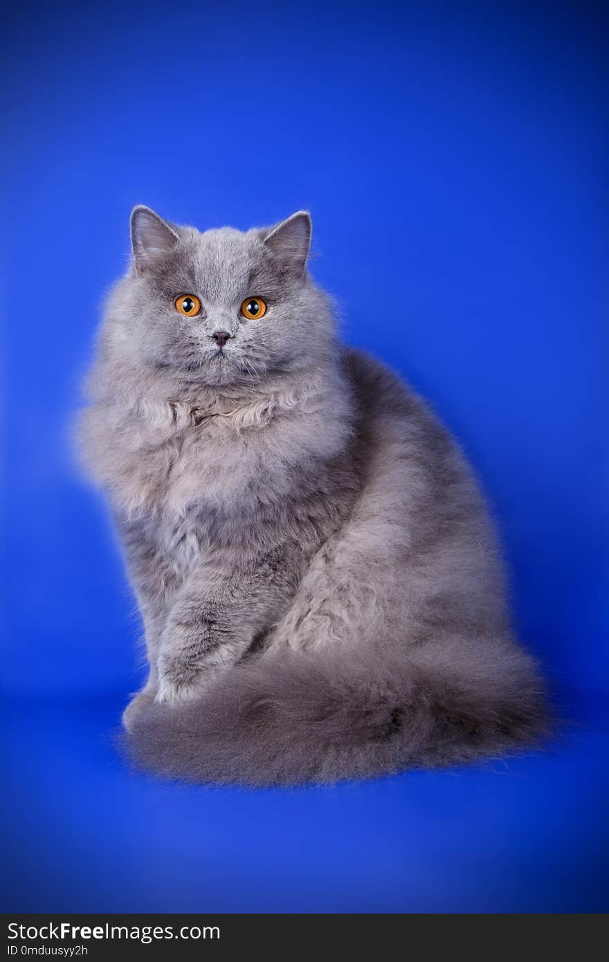 Studio photography of a british longhair cat on colored backgrounds