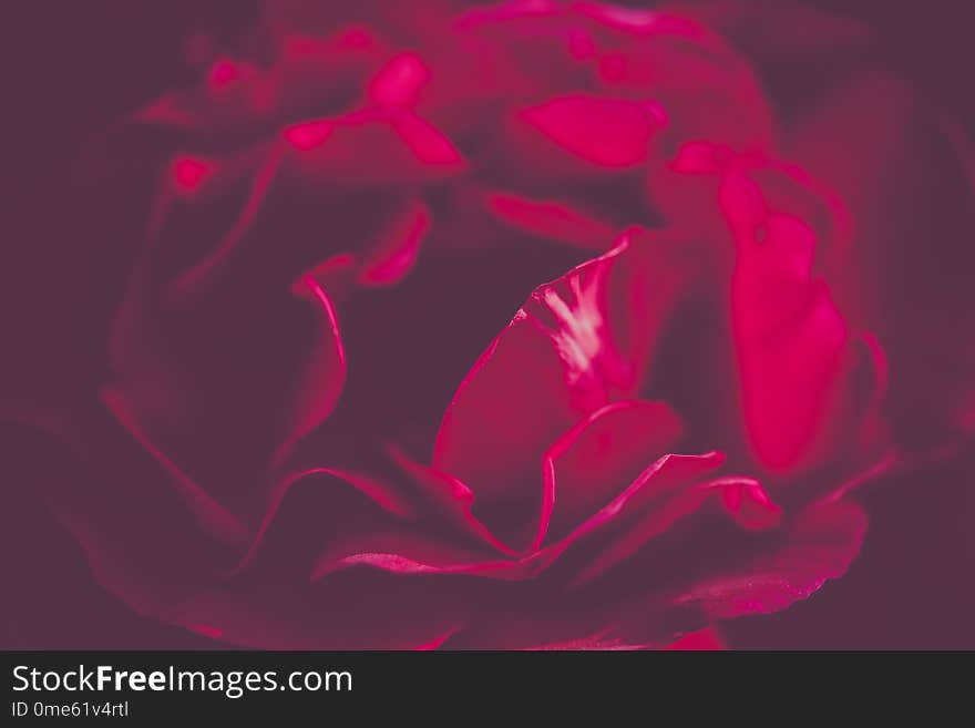 Bud Of The Blooming Red Rose Close Up. Toned Image