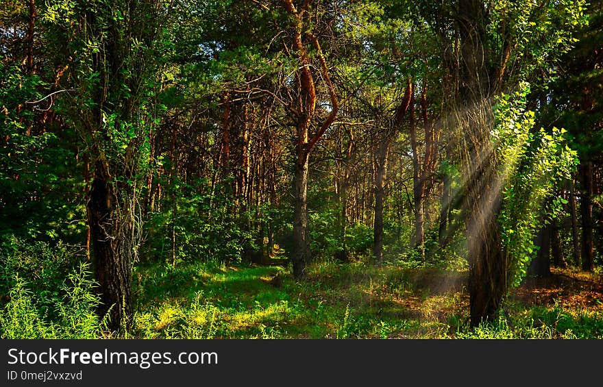 Pine forest in summer against a background of bright sun. Pine forest in summer against a background of bright sun