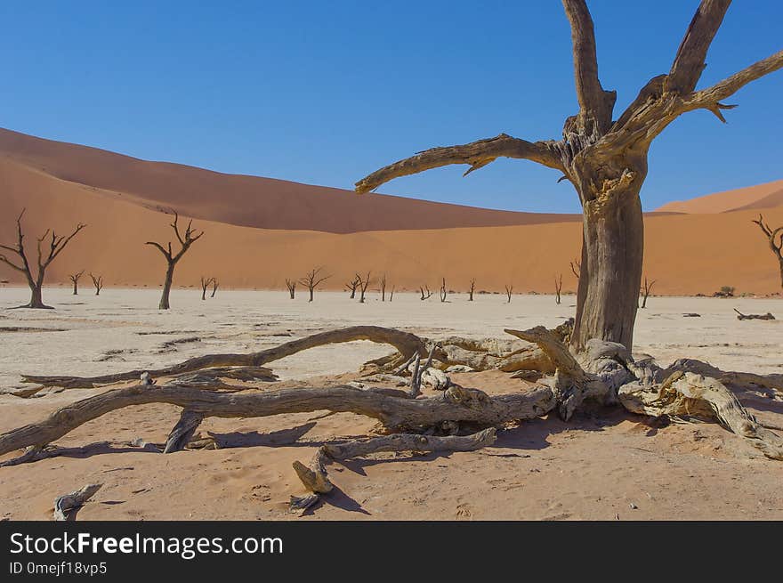 Deadvlei, Namibia, Namib-Naukluft National park.