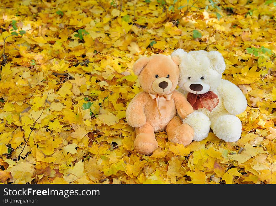 Two Teddy bears sitting in the autumn park among the yellow autumn maple leaves. Two Teddy bears sitting in the autumn park among the yellow autumn maple leaves