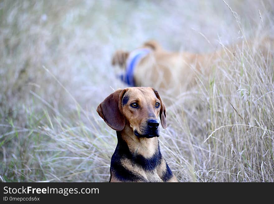 Image of a stray dog in nature