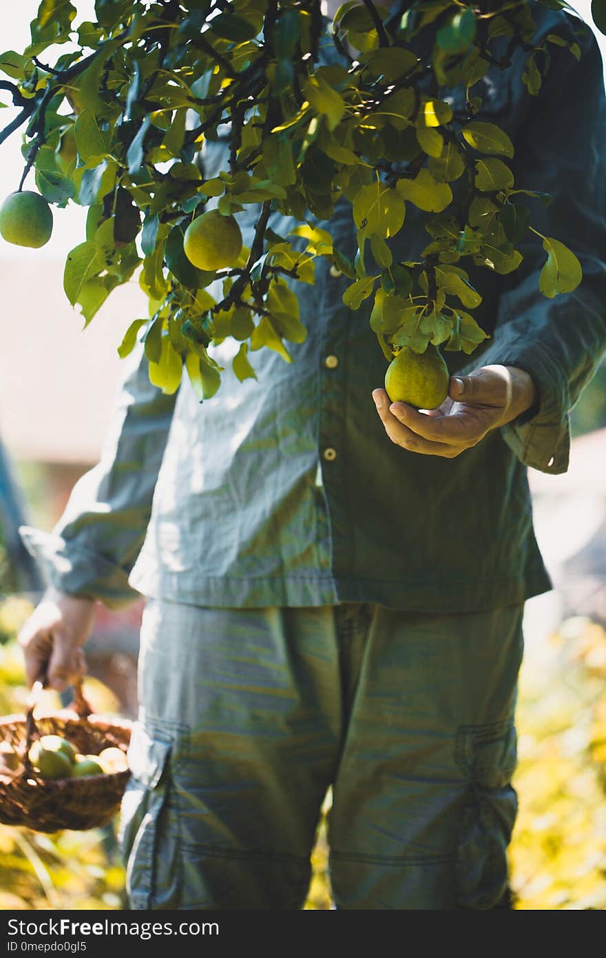 Farmer with Pears. Pears Harvest