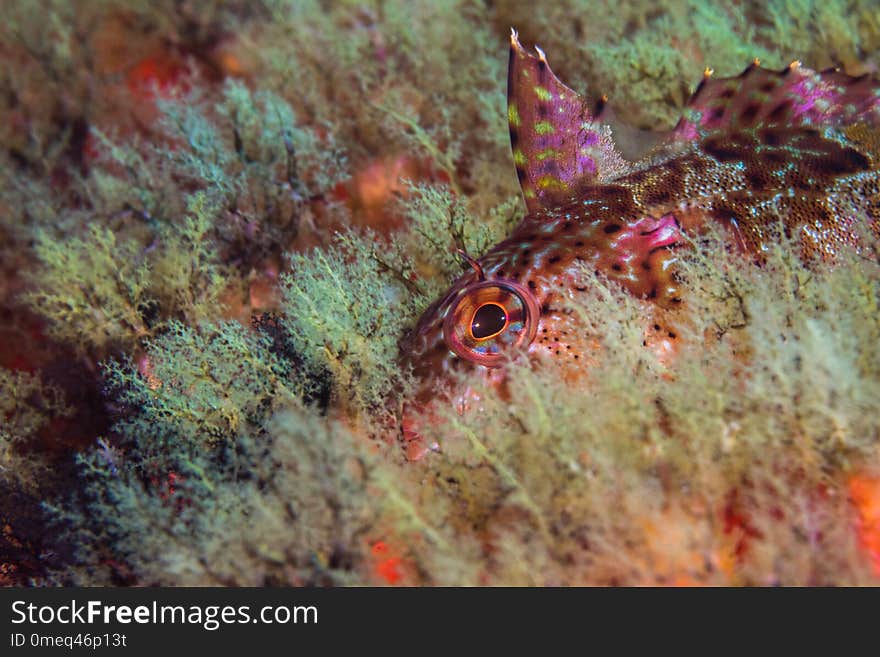 Super Klipfish Clinus superciliosus underwater closeup of a multi colour fish hiding on the reef.