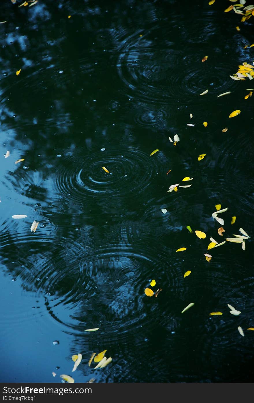 After an autumn rain, yellow leaves falls on the water. There are also reflections of sky, trees and ripples on the water. This picture is full of traditional Chinese aesthetics. Photoed in the Forbidden City, Beijing. After an autumn rain, yellow leaves falls on the water. There are also reflections of sky, trees and ripples on the water. This picture is full of traditional Chinese aesthetics. Photoed in the Forbidden City, Beijing.