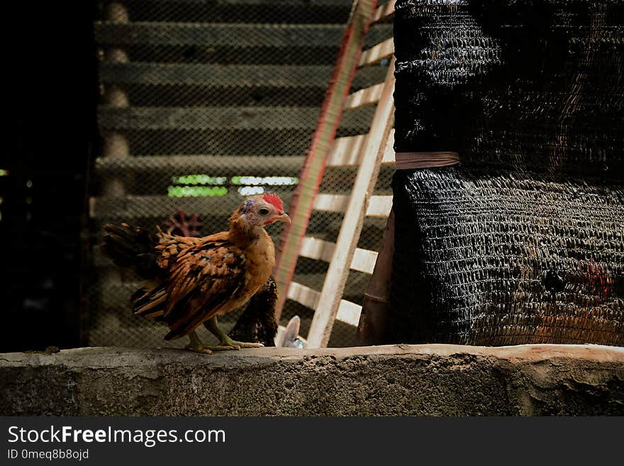 Cute dwarf brown chicken in the farm