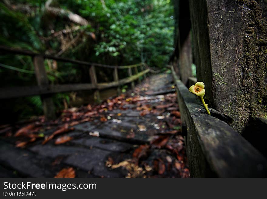 the untreated bridge has begun to overgrow with moss. the untreated bridge has begun to overgrow with moss