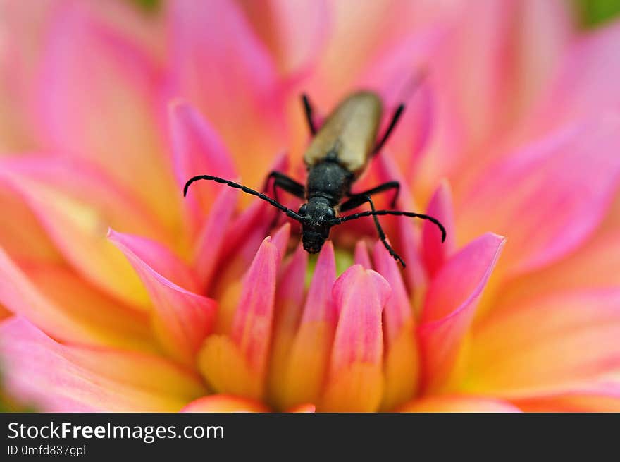 Beetle sitting on a pink flower.macro photo