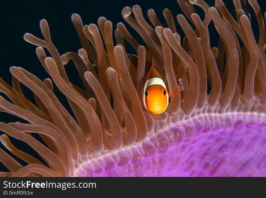 The clown anemone fish in the anemone