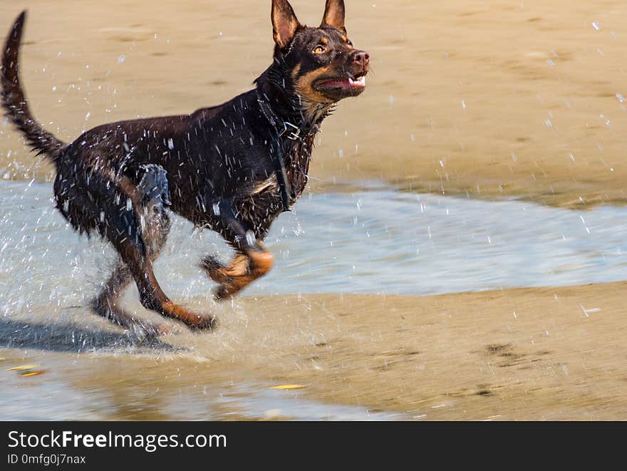 A dog of Australian kelpie breed plays on sand and in a river.