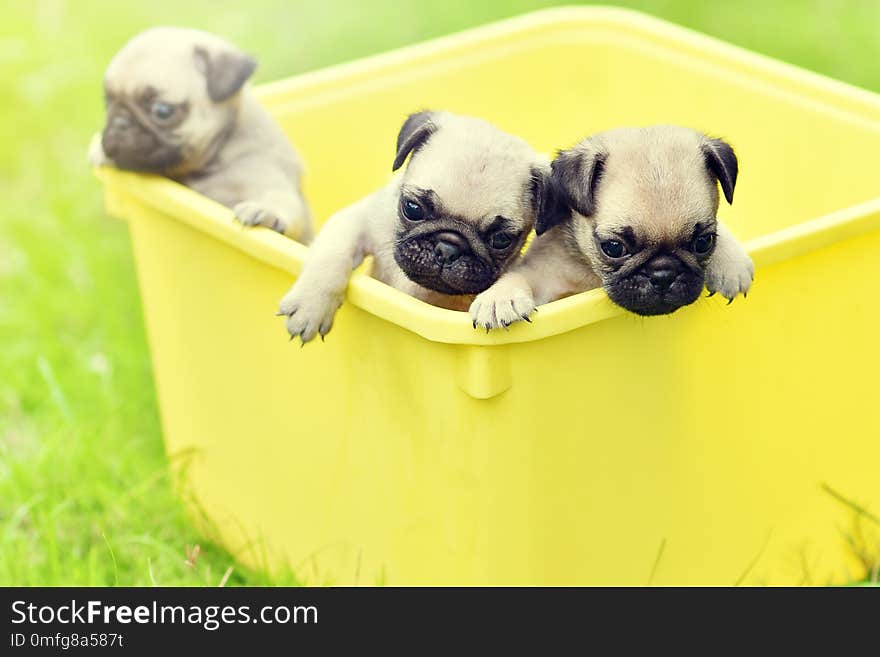 Cute puppies brown Pug playing in yellow bucket. Cute puppies brown Pug playing in yellow bucket