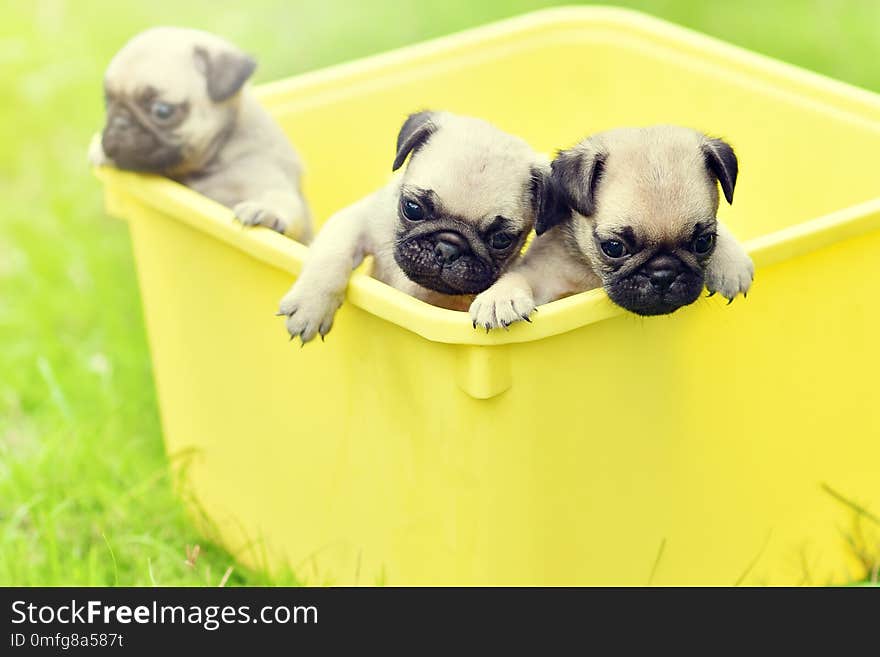 Puppies Pug in yellow bucket