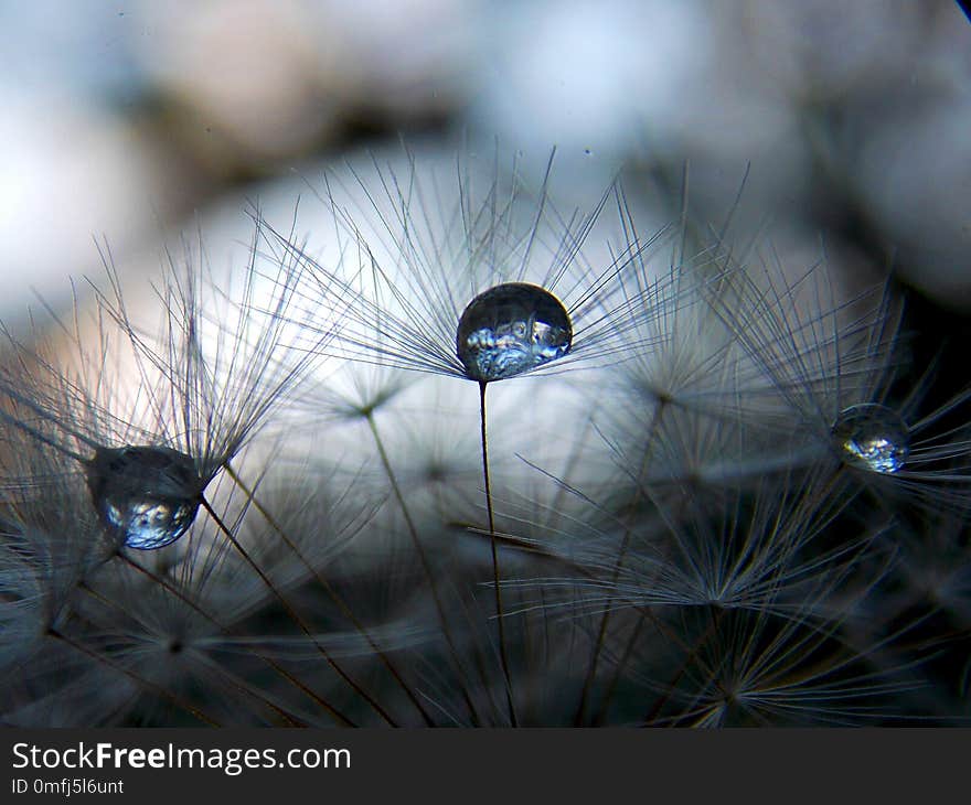 Rain drops on dandelion seed. Rain drops on dandelion seed