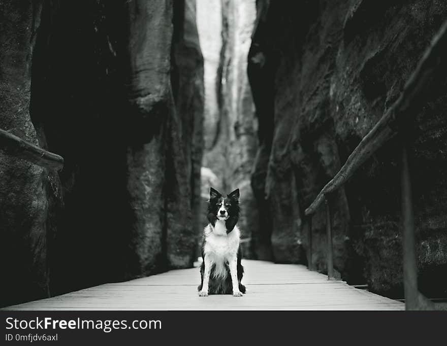 Black and White Portrait Dog Sitting on the Wooden Walkway between High Rocks. Black and White Border Collie in Sandstones Cliffs.