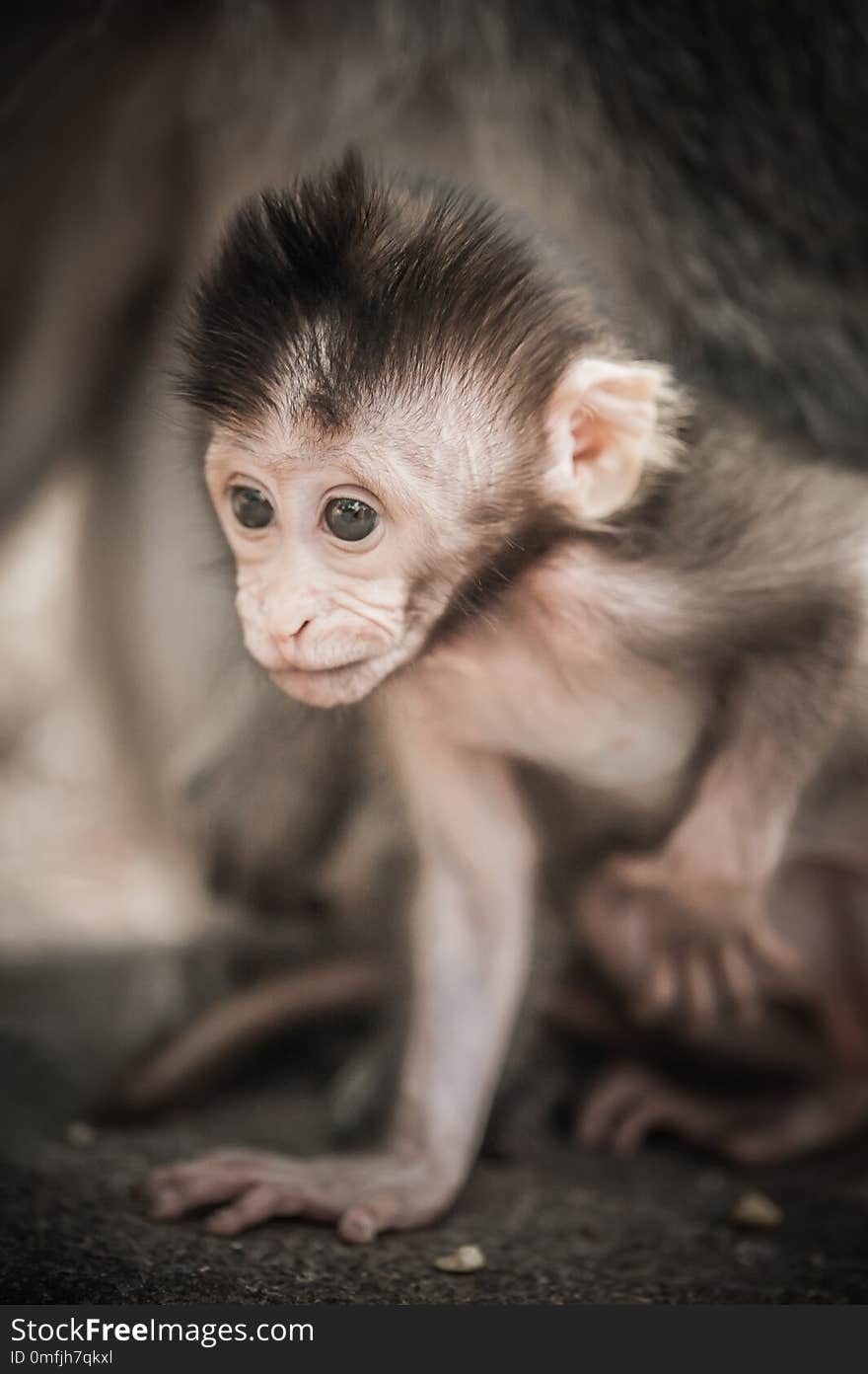 Adorable little baby macaque monkey at Sacred Monkey Forest. Ubud, Bali, Indonesia