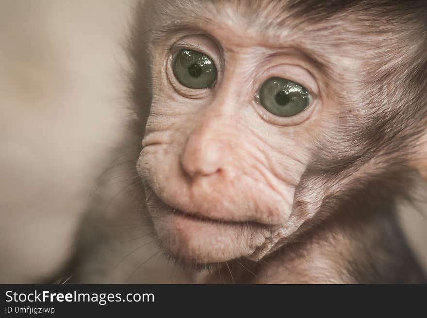 Adorable little baby macaque monkey at Sacred Monkey Forest. Ubud, Bali, Indonesia