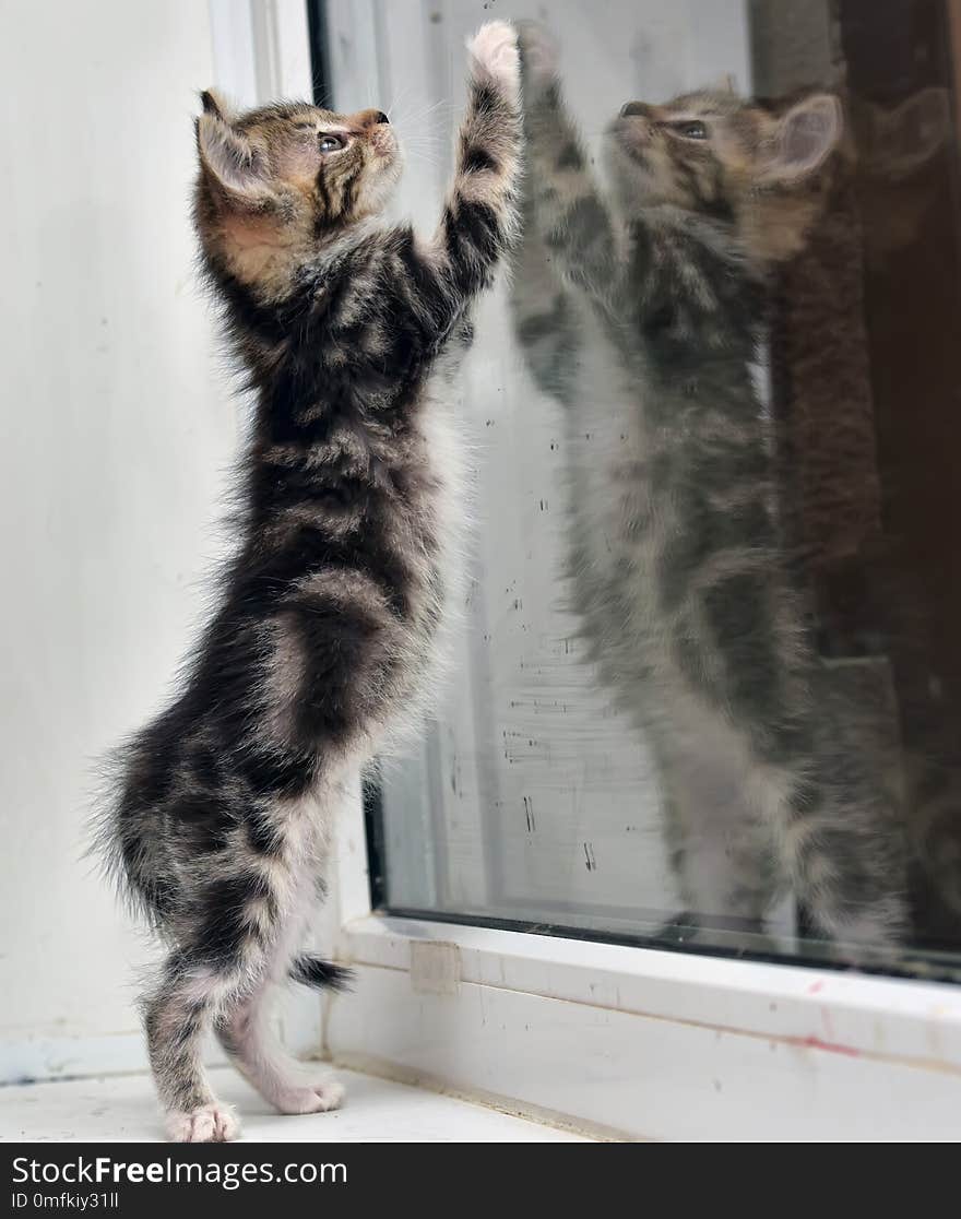 A small kitten with a marble color and its reflection in the gla