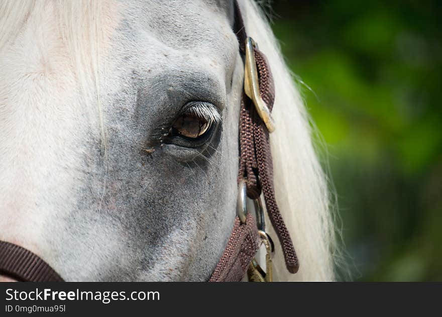 Barbie the arabian close up of brown eyes while grazing in the pasture