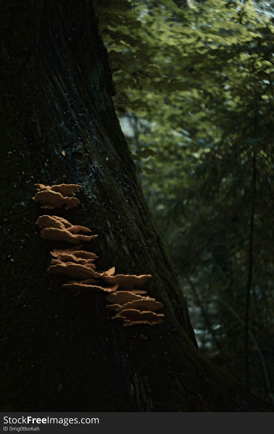 Mushroom growing on tree in dark forest with some sun lit trees behind