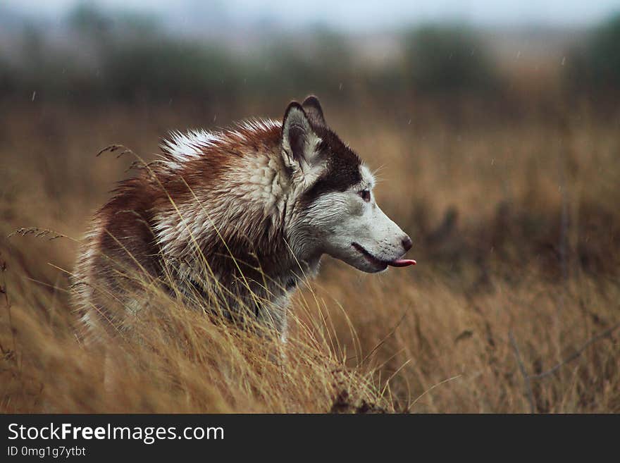 Siberian husky walks in the rain against the autumn landscape