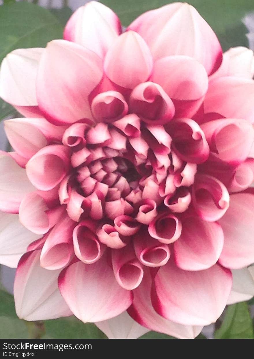 Dahlia flower pink