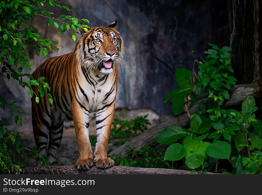 Portrait of standing adult Indochinese tiger outdoors. Panthera tigris corbetti in the natural habitat, wild dangerous animal in the natural habitat, in Thailand. Portrait of standing adult Indochinese tiger outdoors. Panthera tigris corbetti in the natural habitat, wild dangerous animal in the natural habitat, in Thailand.