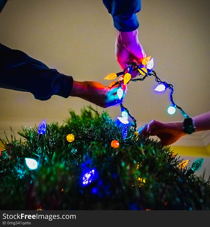 Two people stringing colorful Christmas light around an evergreen tree. Indoor Christmas decorating together. Hands holding lights. Two people stringing colorful Christmas light around an evergreen tree. Indoor Christmas decorating together. Hands holding lights.