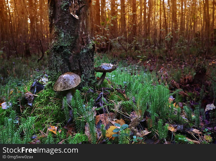 Mushrooms from an old tree in a mysterious forest at sunset.