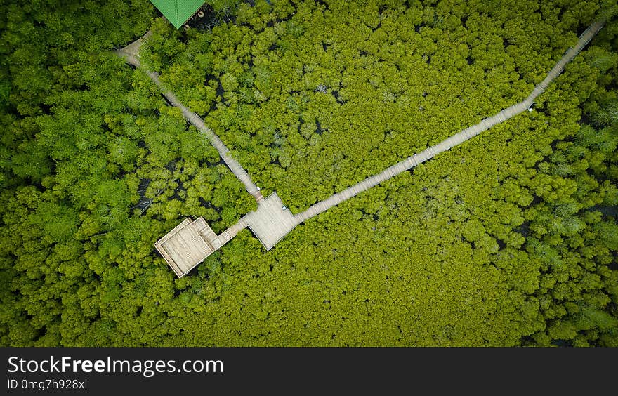 Mangroves InTung Prong Thong Or Golden Mangrove Field At Estuary