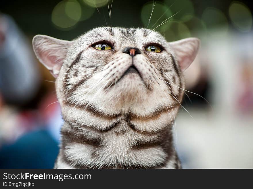 American short hair cat looking up close-up portrait on blurred lights background