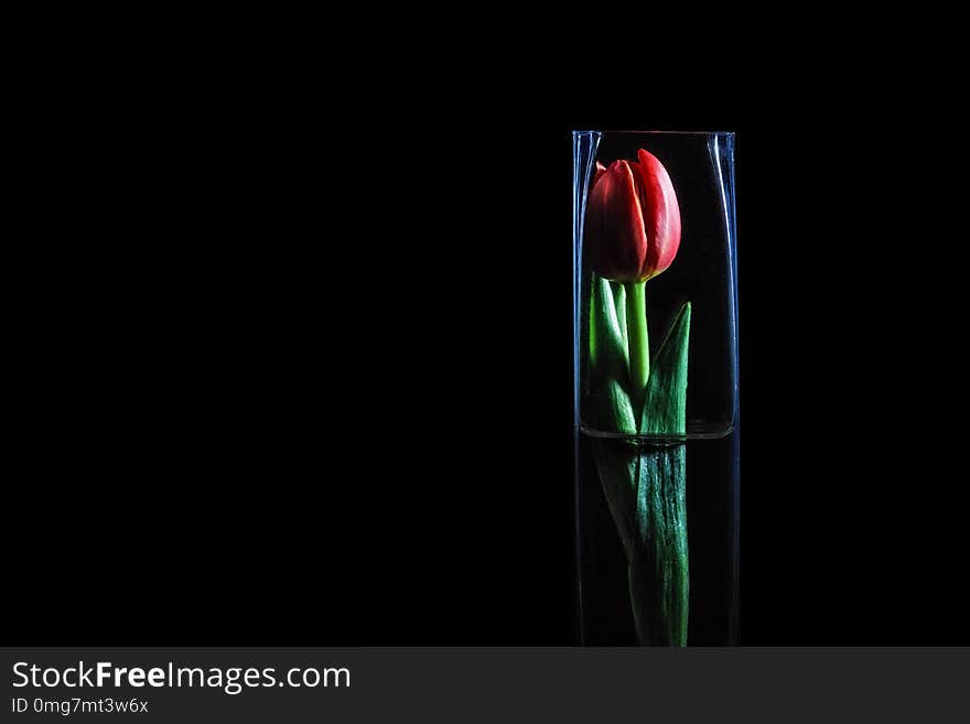 Red tulip in glass vase on black background with copy space. Red tulip in glass vase on black background with copy space