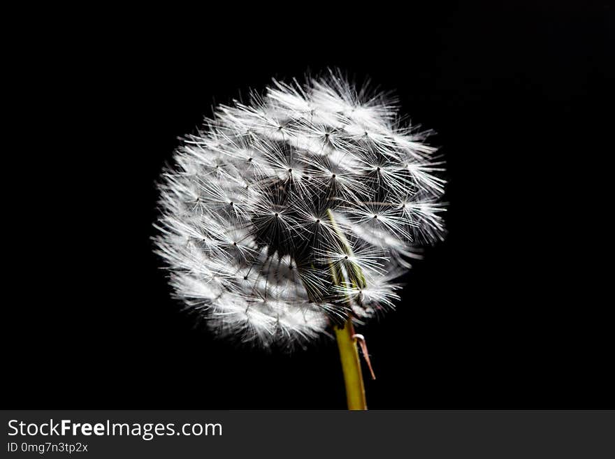 Dandelion isolated on black background. Dandelion isolated on black background