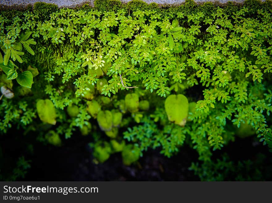 Exotic tropical ferns with shallow depth of field. green nature background