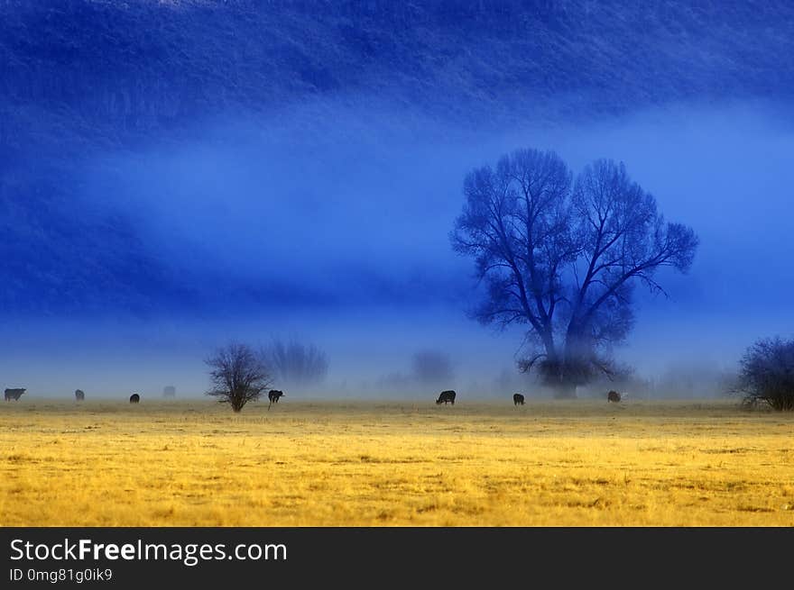 Misty Morning in Valley with Trees and Cattle Animals