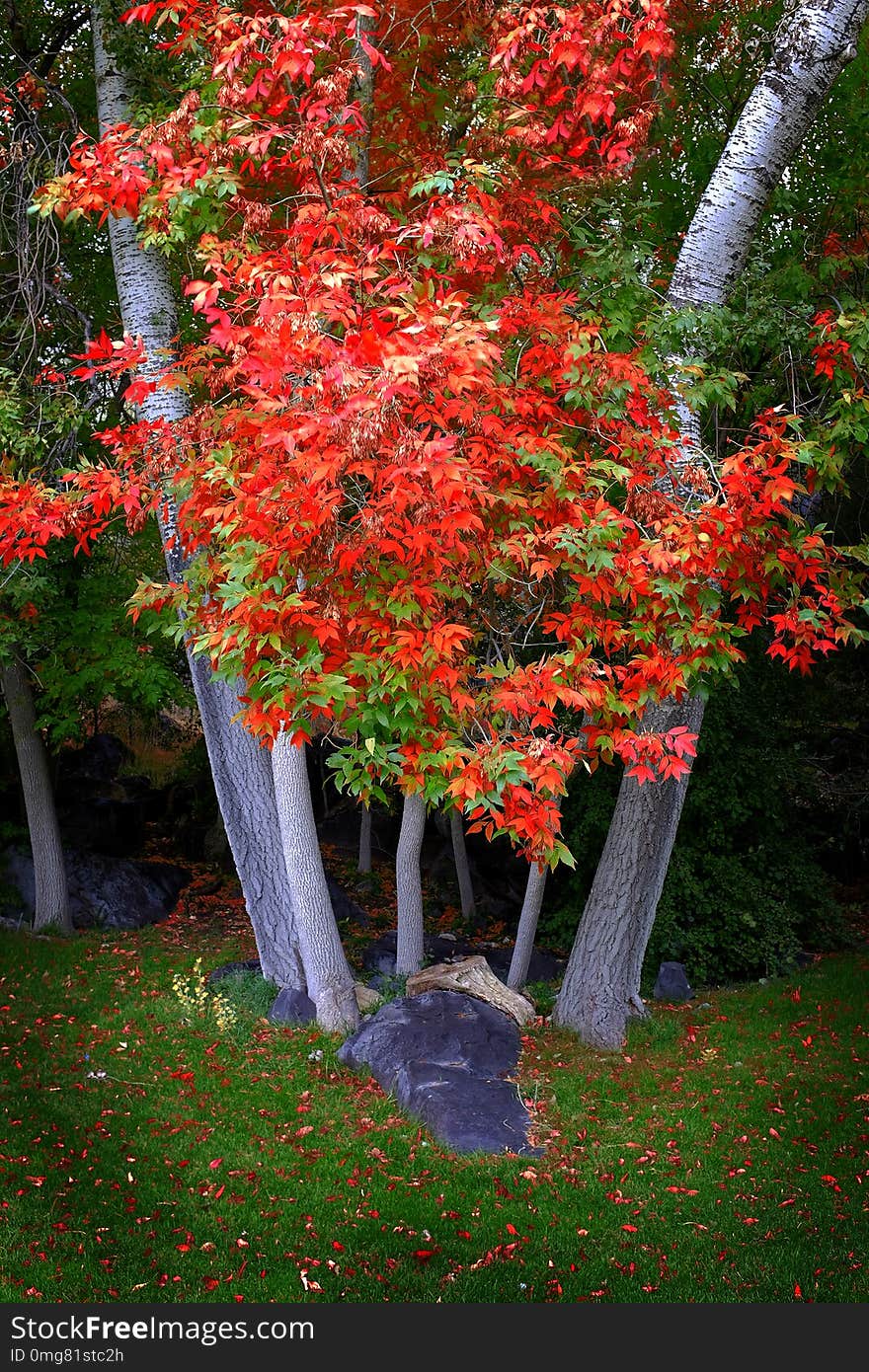 Fall Trees with Golden Leaves in Park Green Grass